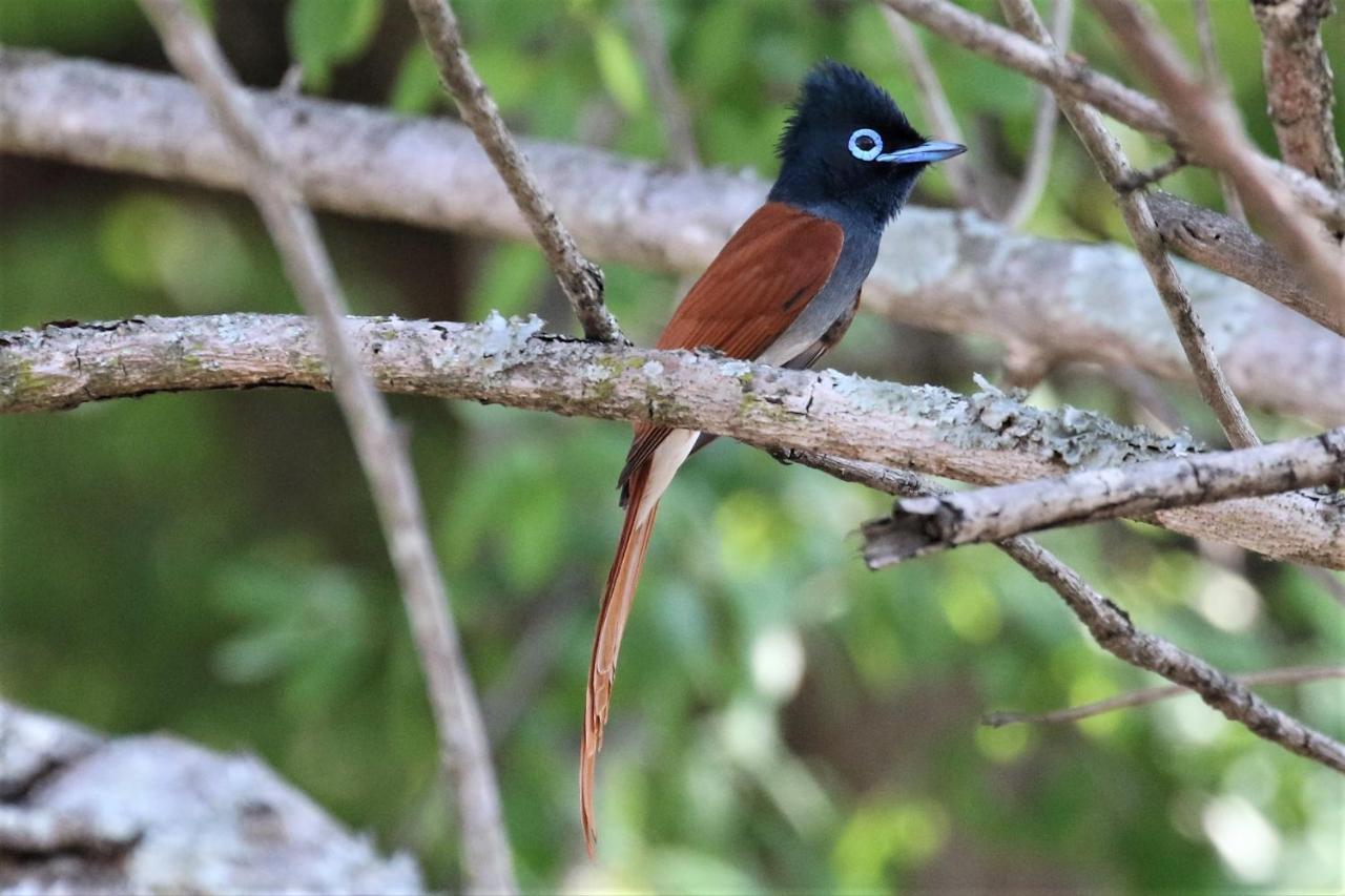 Birds Babble Self Catering Hotel Mbombela Buitenkant foto