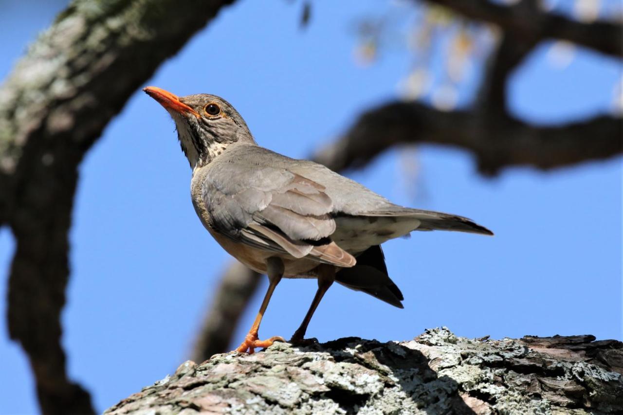 Birds Babble Self Catering Hotel Mbombela Buitenkant foto