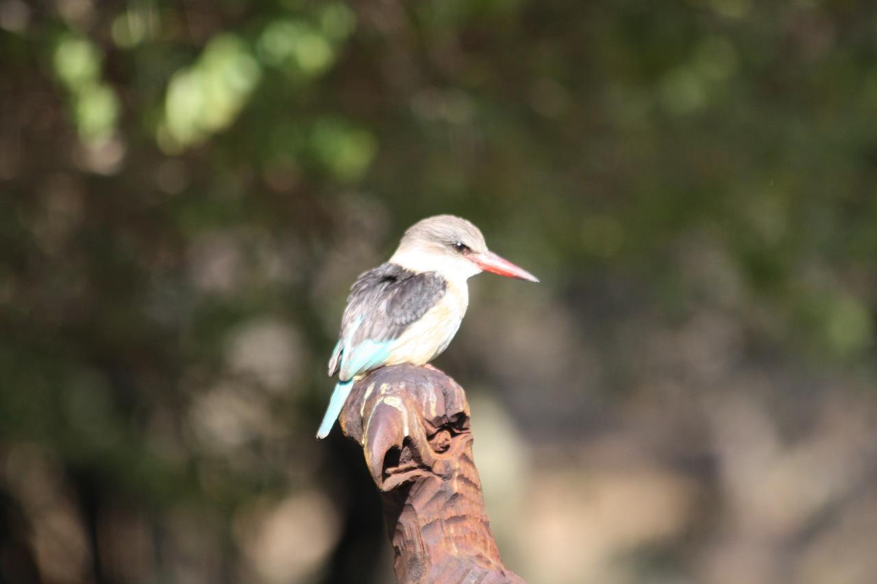Birds Babble Self Catering Hotel Mbombela Buitenkant foto